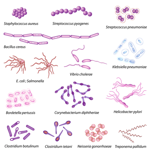 2310_Prokaryotic diversity.png